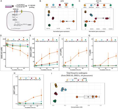 Pre-receptor regulation of 11-oxyandrogens differs between normal and cancerous endometrium and across endometrial cancer grades and molecular subtypes